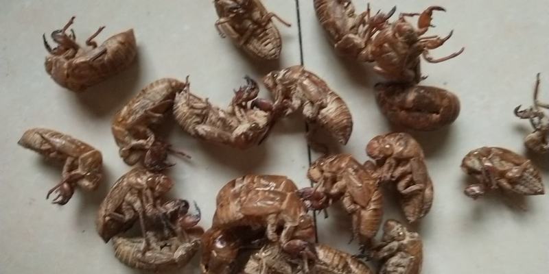 蝉脱壳，叫金蝉脱壳土蝉脱壳两种