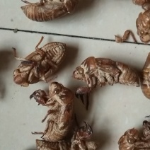 蝉脱壳，叫金蝉脱壳土蝉脱壳两种
