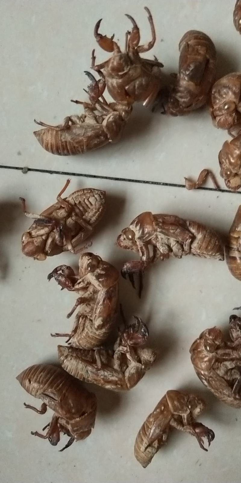 蝉脱壳，叫金蝉脱壳土蝉脱壳两种