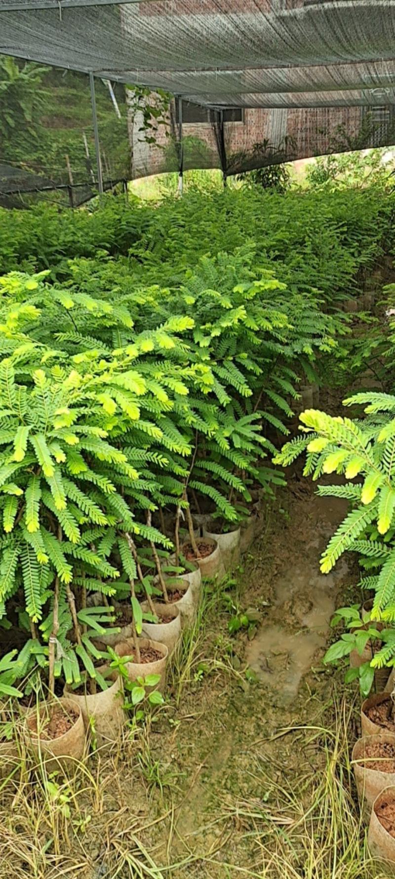 油甘果苗余甘果苗甜余甘果大果余甘果苗