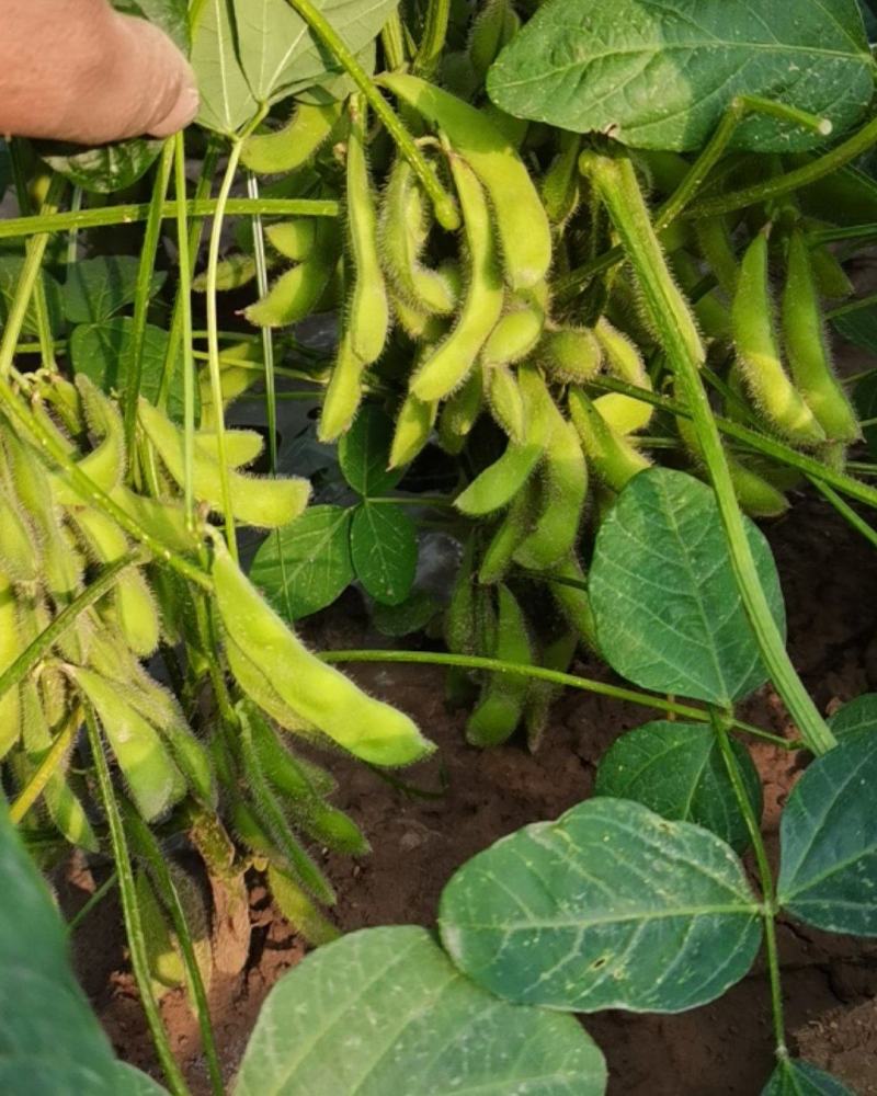 金夏农业种植毛豆75-3，7月中旬收获，欢迎参观订购！
