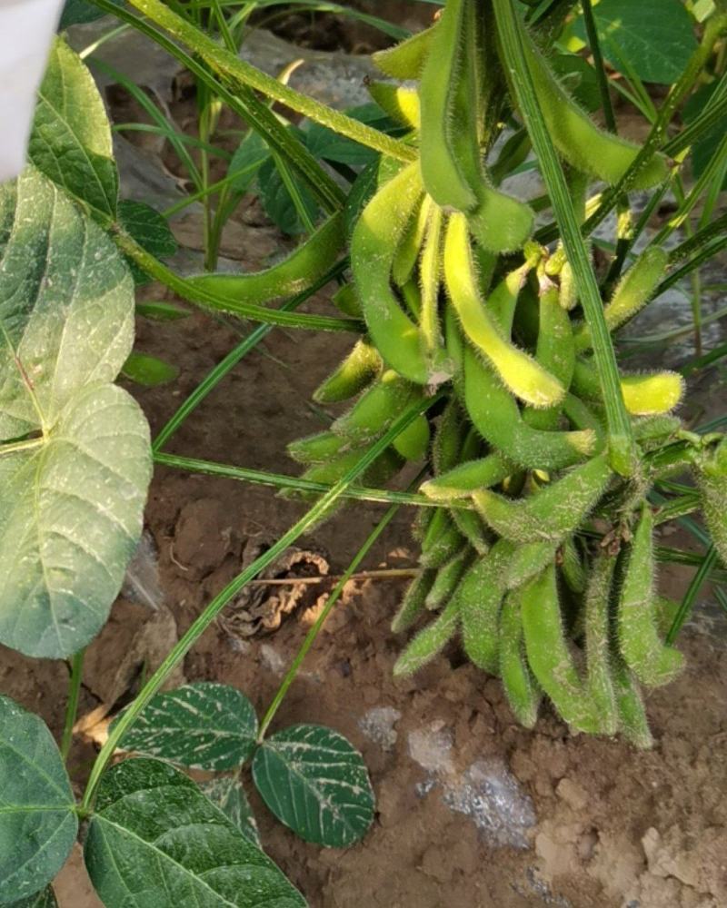 金夏农业种植毛豆75-3，7月中旬收获，欢迎参观订购！