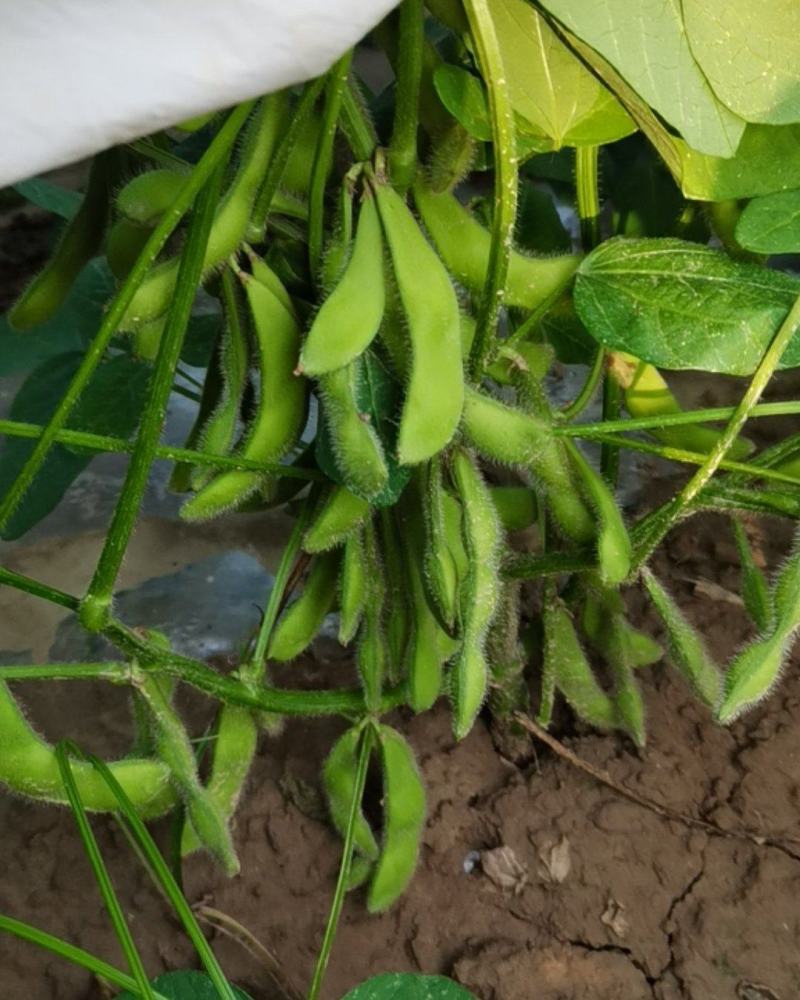 金夏农业种植毛豆75-3，7月中旬收获，欢迎参观订购！