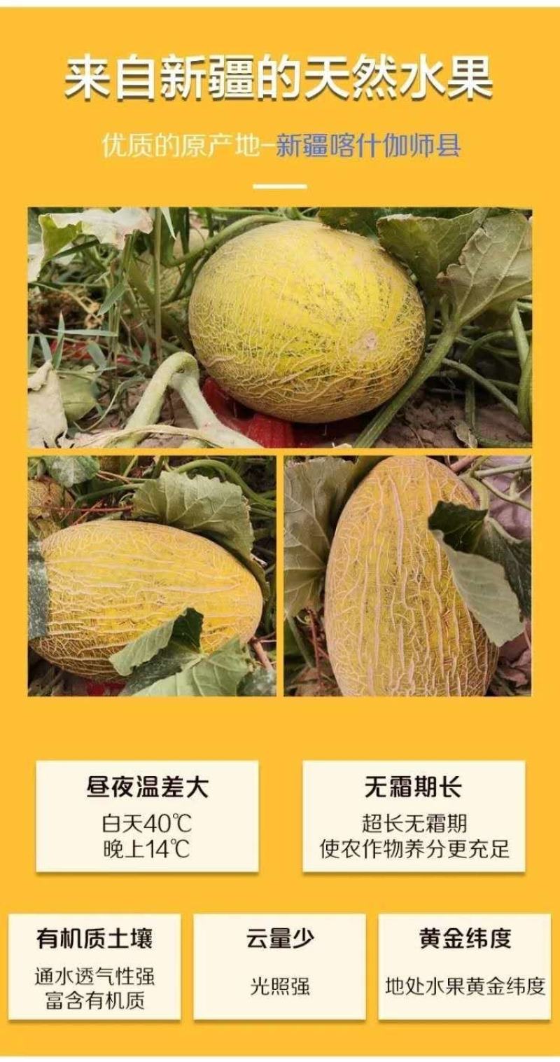 新疆哈蜜瓜伽师八六王哈蜜瓜新货一件代发包邮