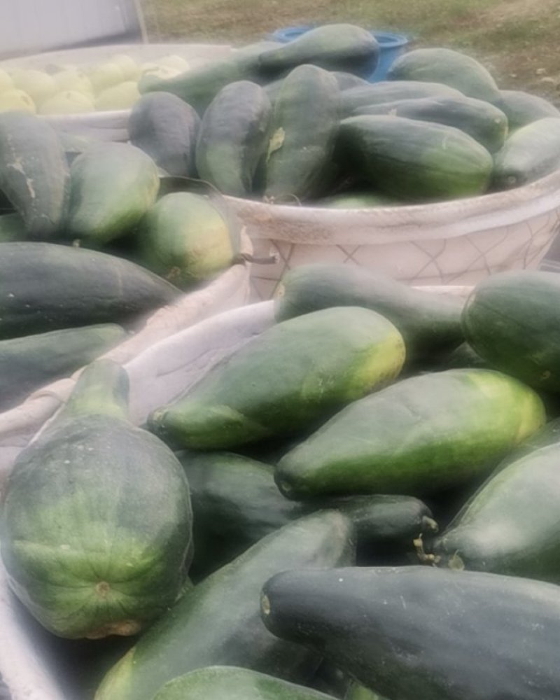 镇江水菜瓜嫩脆爽口夏季解暑之佳品