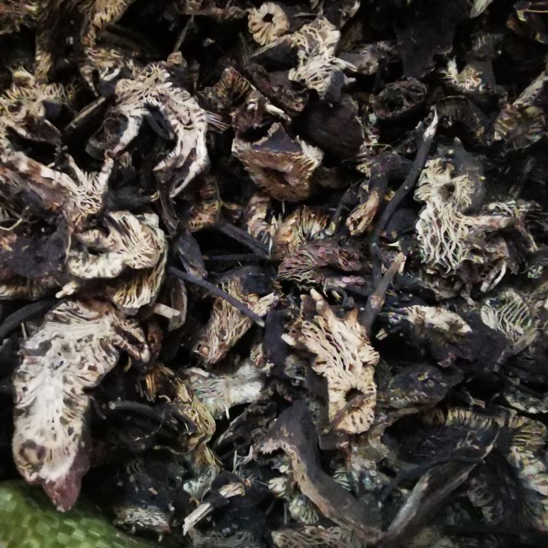 供应升麻升麻片无杂质升麻品质保证量大从优包邮到