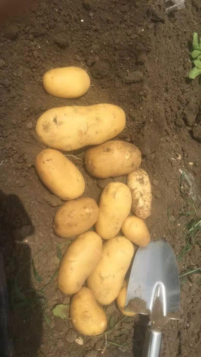 内蒙赤峰黄心土豆V7土豆规格齐全量大从优要的联系