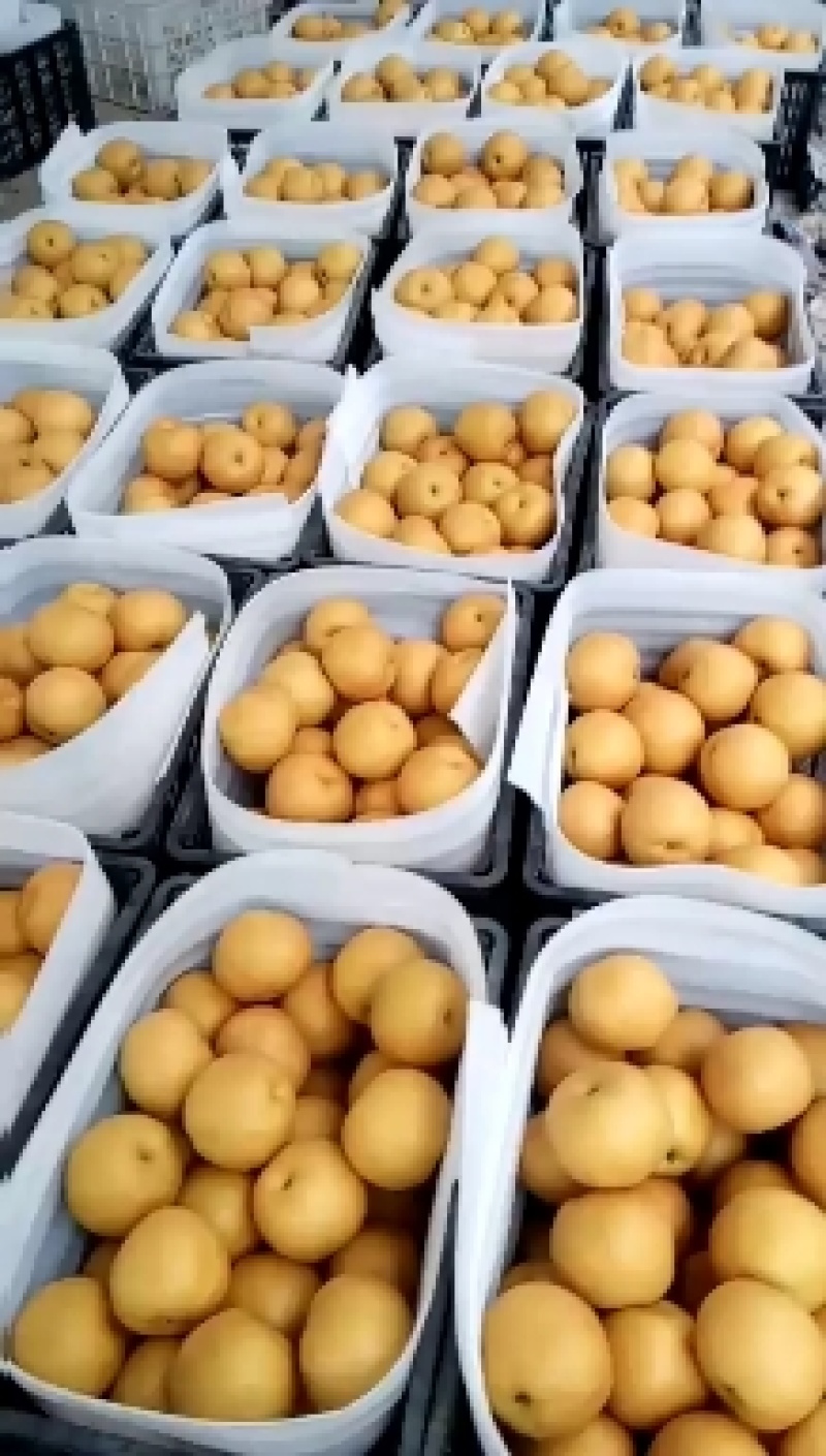 新品头茬丰水梨350～500克纸袋，可供应出口加工