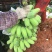 苹果蕉