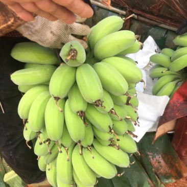 苹果蕉