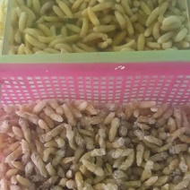 蜂蛹