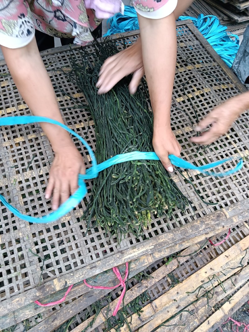 菏泽干豆角基地市场