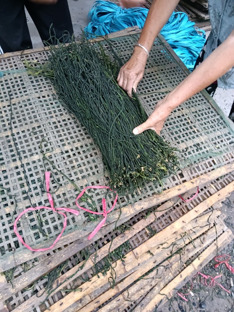 菏泽干豆角基地市场