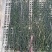 菏泽干豆角基地市场