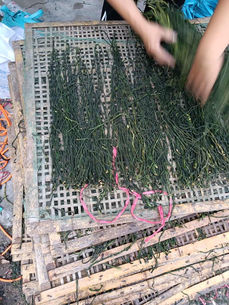 菏泽干豆角基地市场