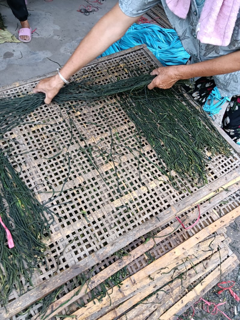 菏泽干豆角基地市场