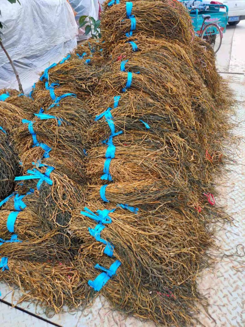菏泽干豆角基地市场