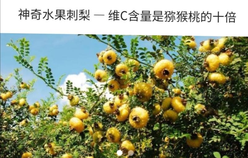 1000亩刺梨基地大量出售新鲜刺梨鲜果