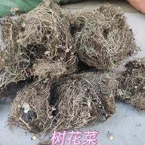 树花菜，云南香格里拉野生，产生直供，品质保证