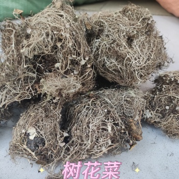 树花菜，云南香格里拉野生，产生直供，品质保证