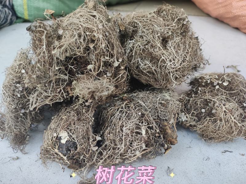 树花菜，云南香格里拉野生，产生直供，品质保证