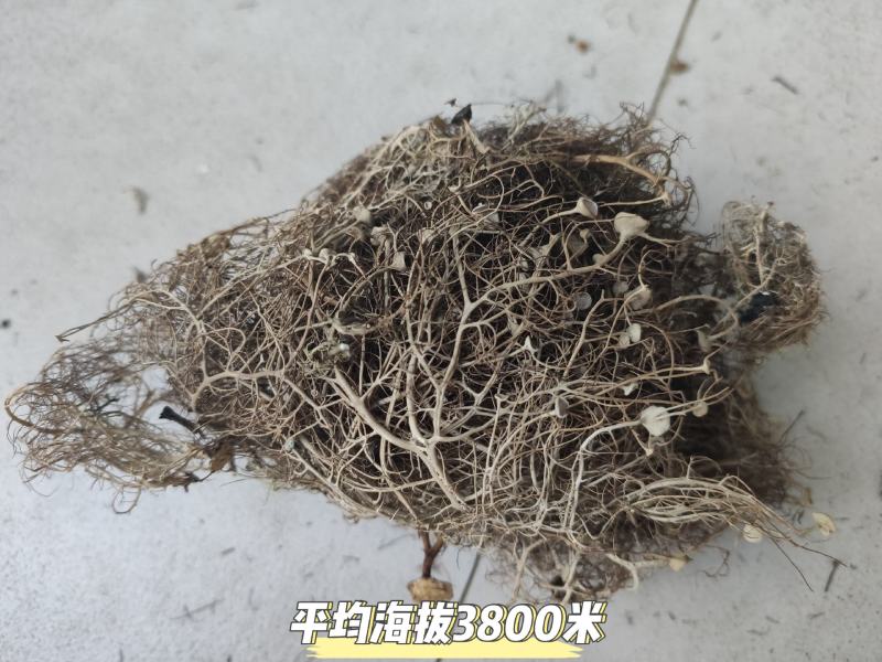 树花菜，云南香格里拉野生，产生直供，品质保证