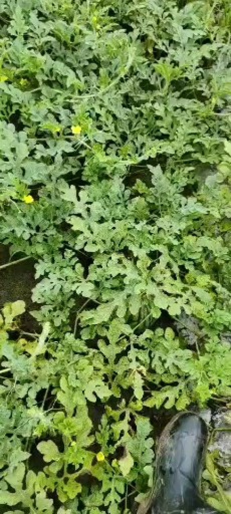 西瓜