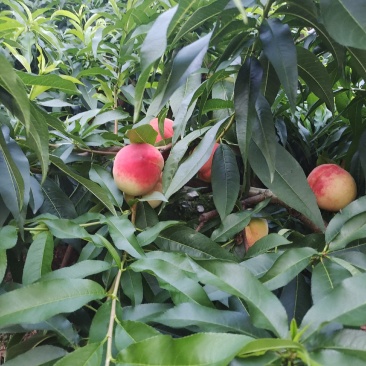 平武响岩清水蜜桃上市咯