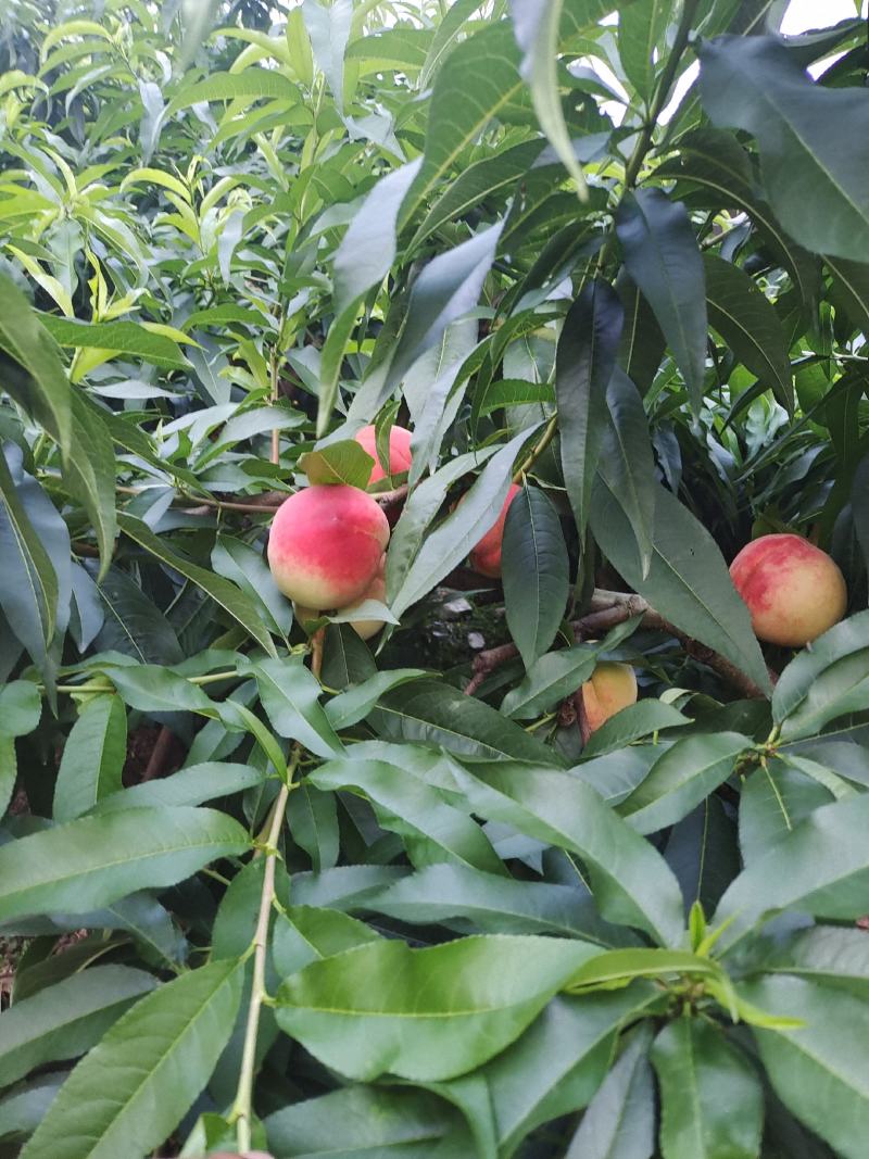 平武响岩清水蜜桃上市咯