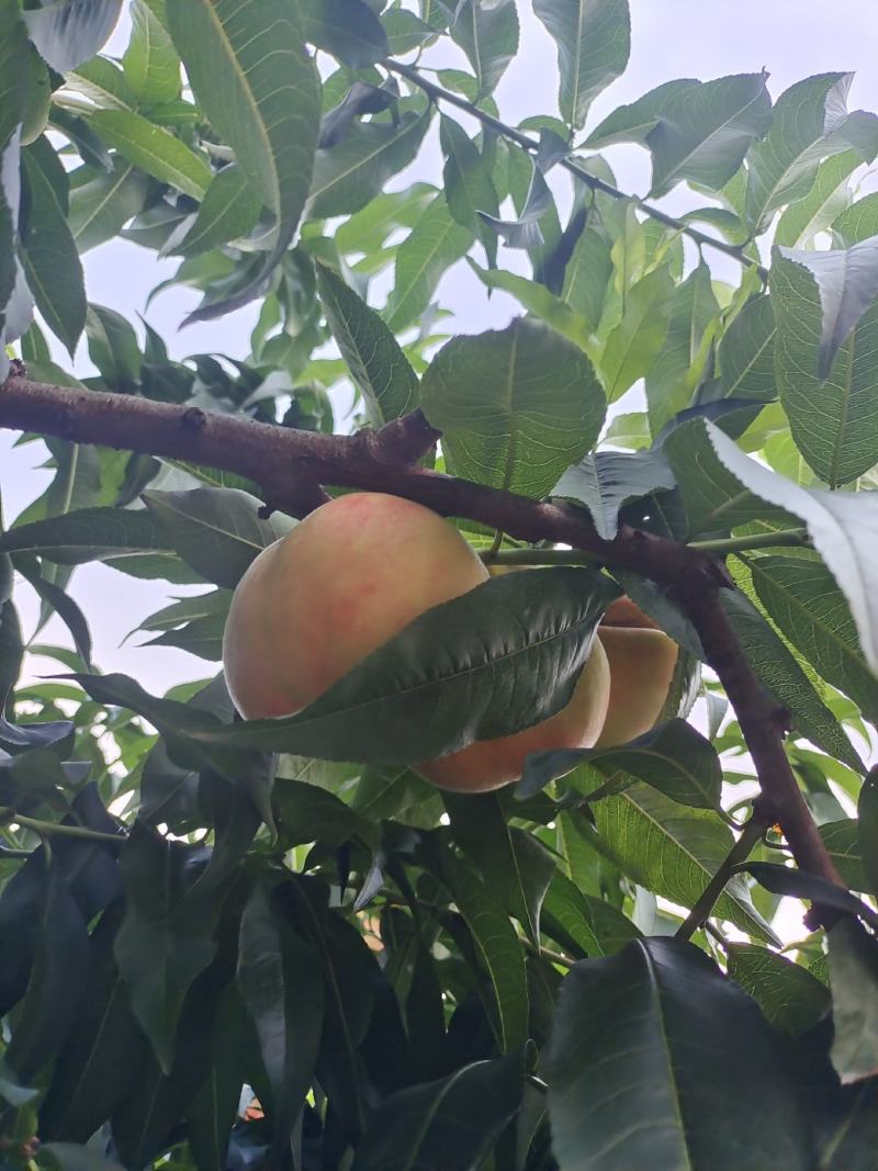 平武响岩清水蜜桃上市咯