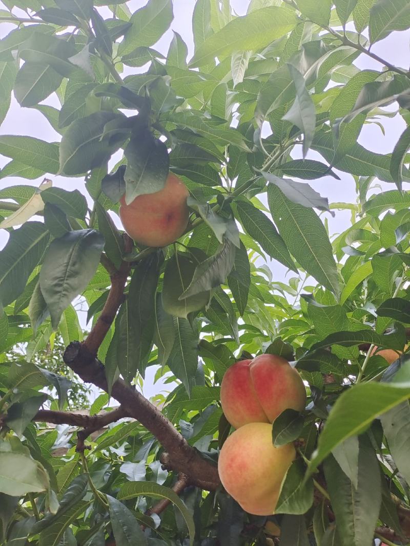 平武响岩清水蜜桃上市咯
