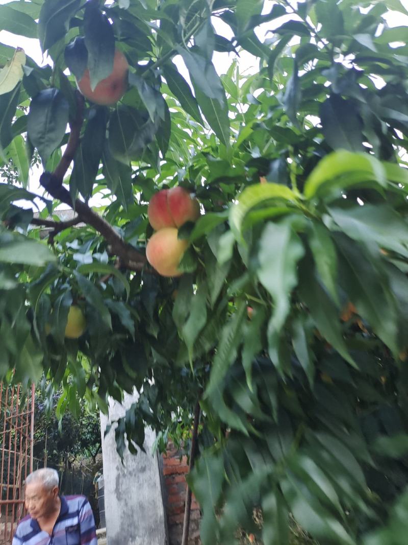 平武响岩清水蜜桃上市咯