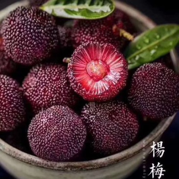 大个特早东魁杨梅杯苗，移栽苗，包正宗，自产自销