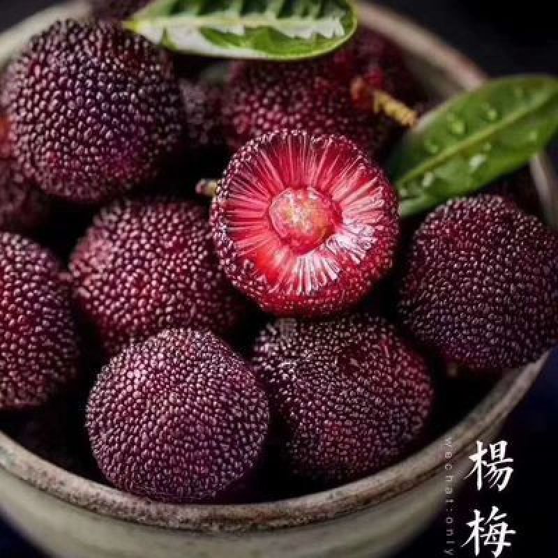 大个特早东魁杨梅杯苗，移栽苗，包正宗，自产自销