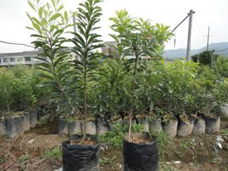 大个特早东魁杨梅杯苗，移栽苗，包正宗，自产自销