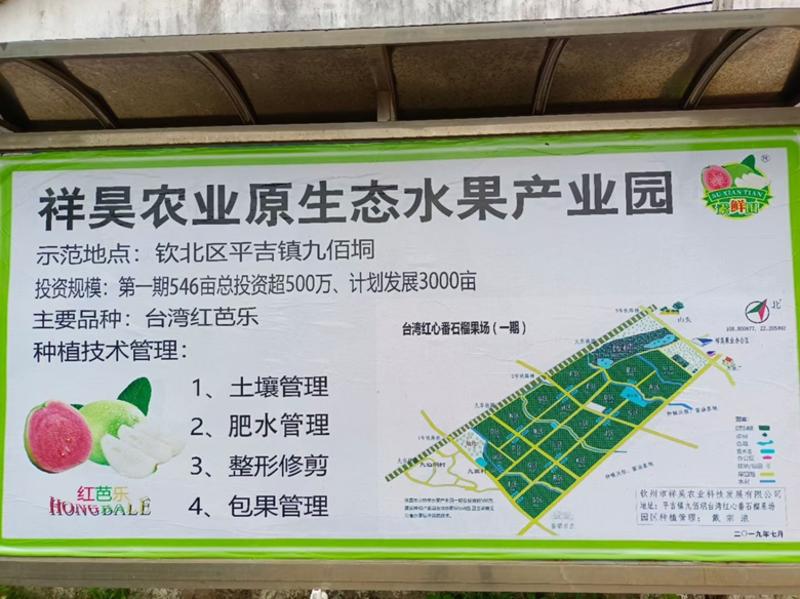 台湾芭乐红心番石榴千亩种植基地大量供应