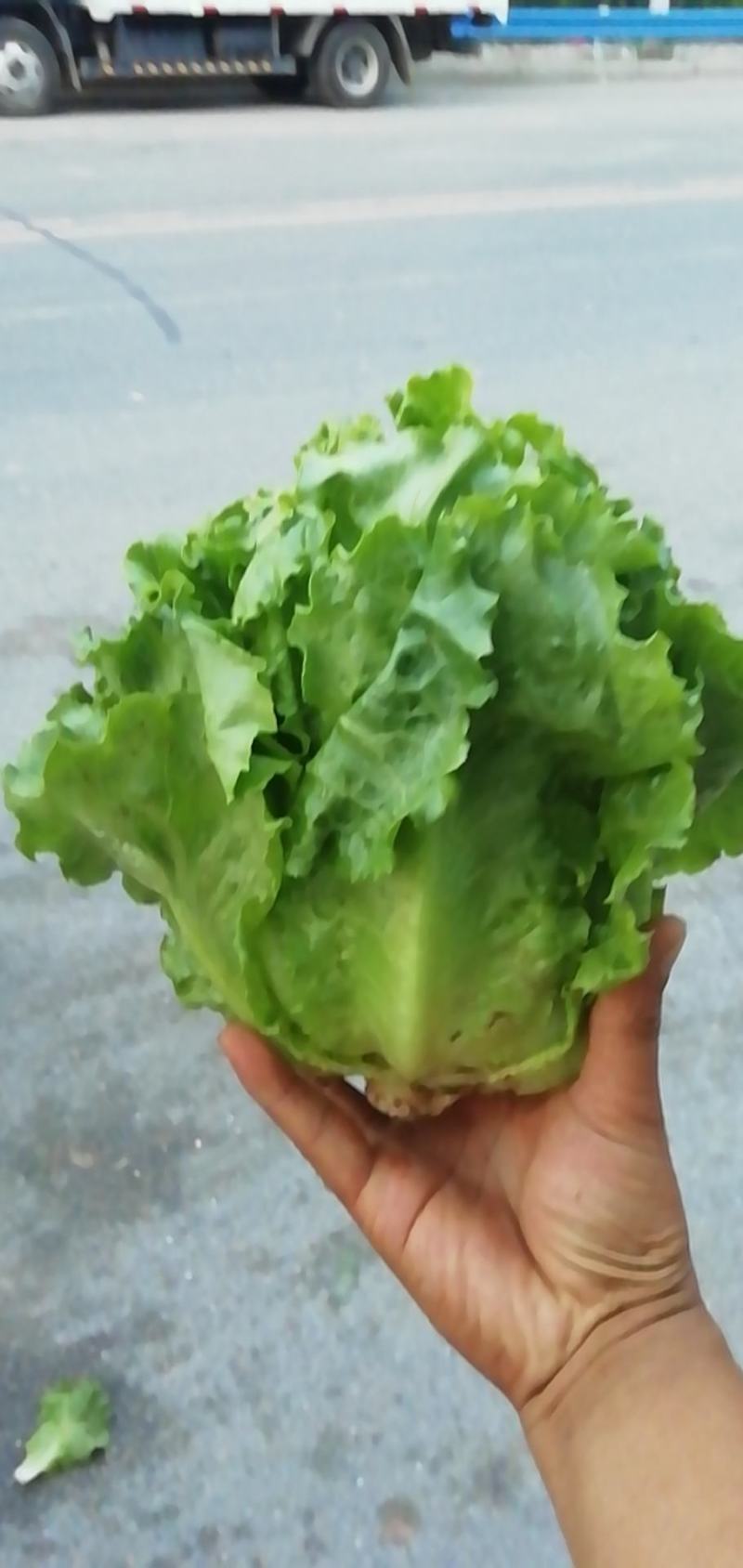 意大利生菜，大棚生菜现已上市，颜色翠绿，口感酥脆。