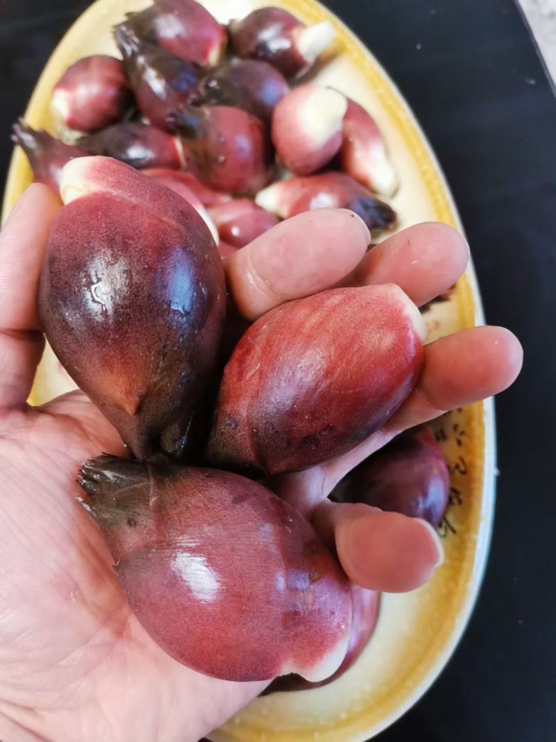 阳荷，是一种健康食材