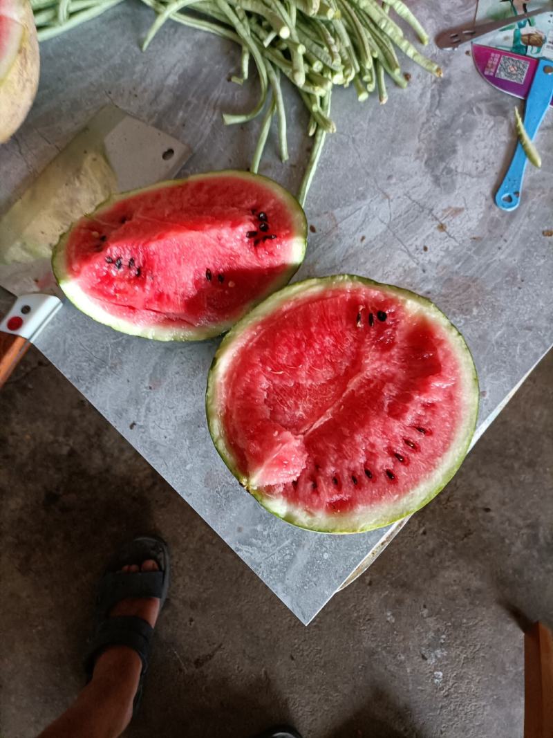 精品美都西瓜