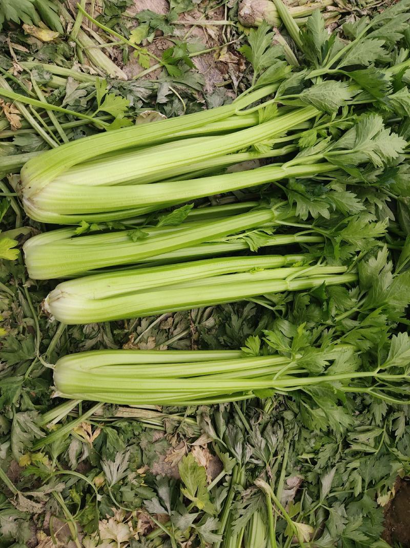精品西芹二芹