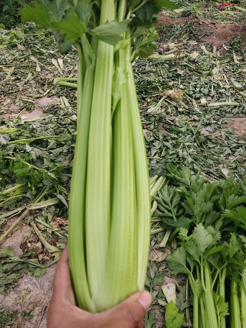 精品西芹二芹