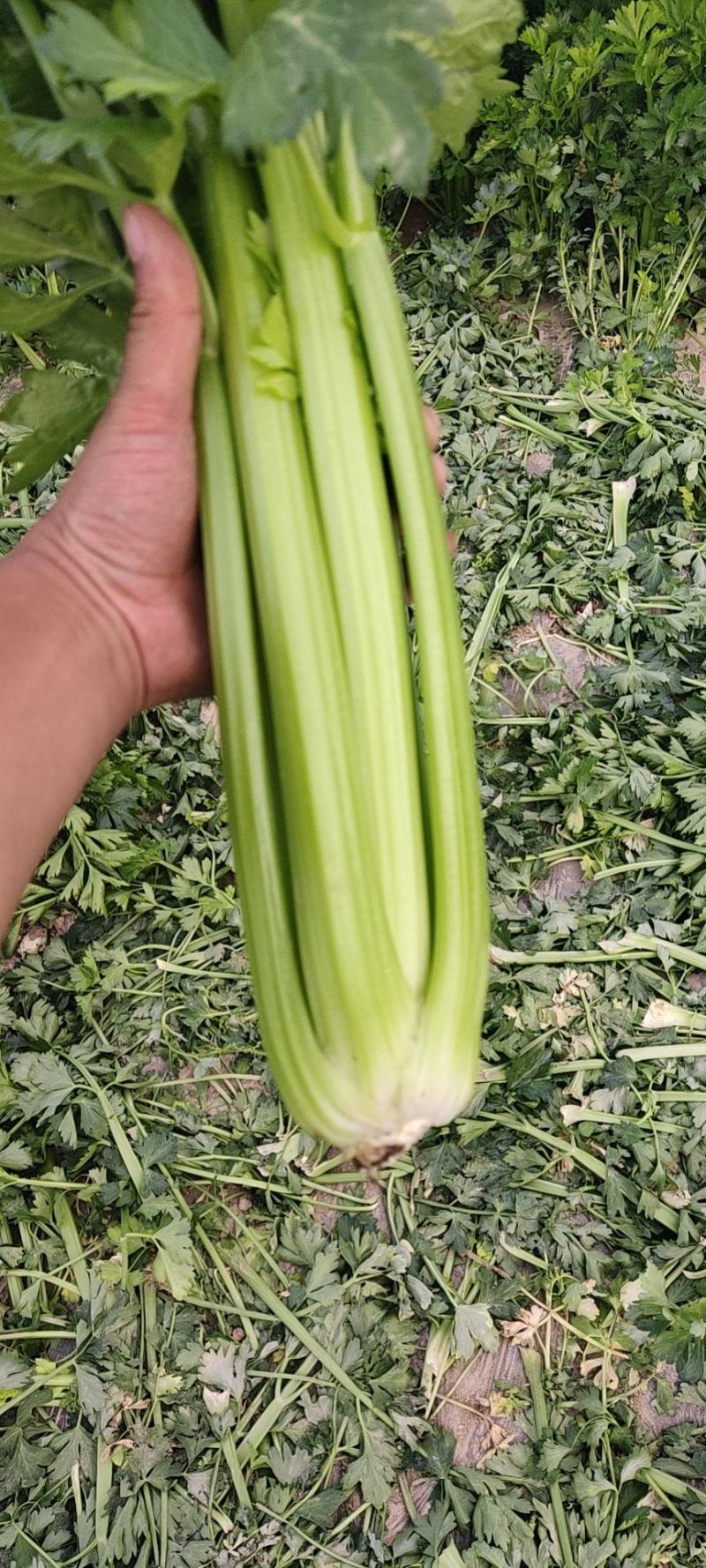 精品西芹二芹