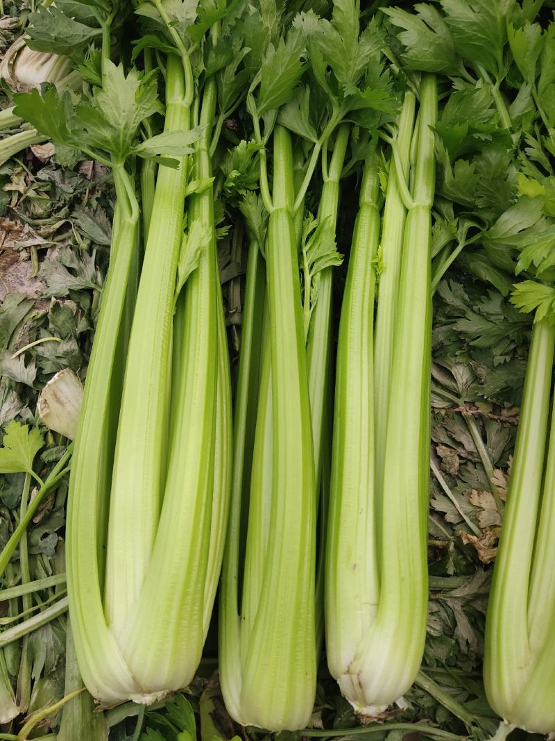 精品西芹二芹
