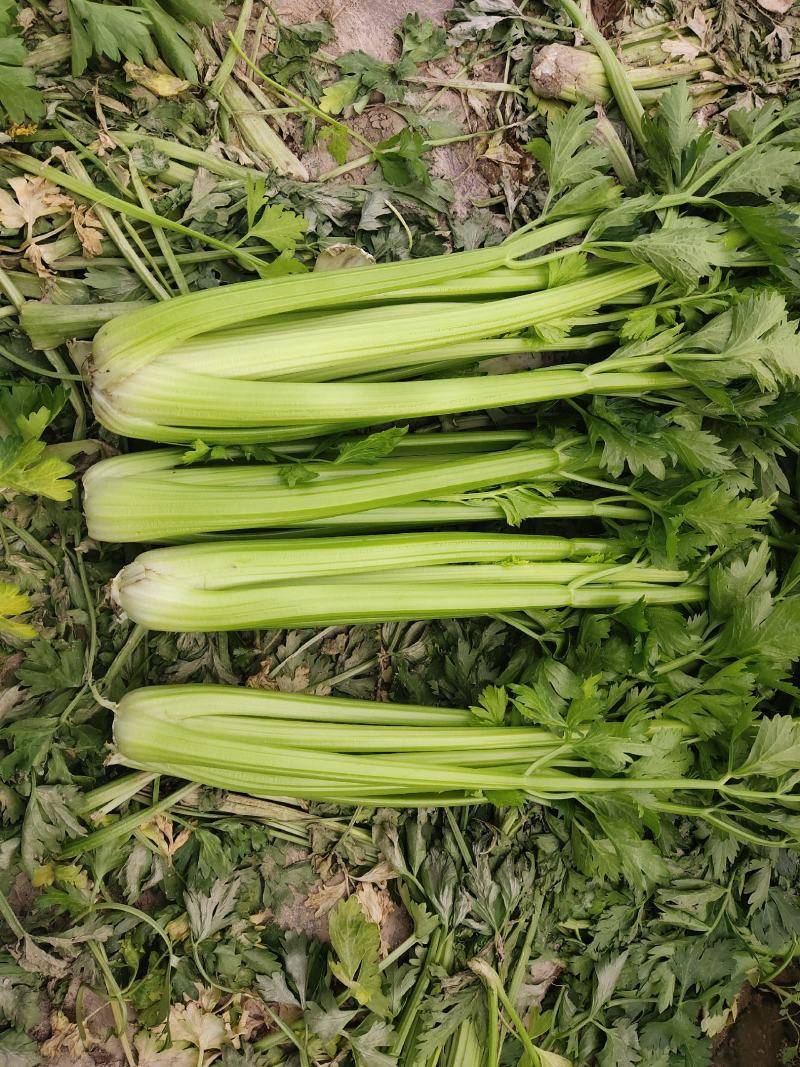精品西芹二芹