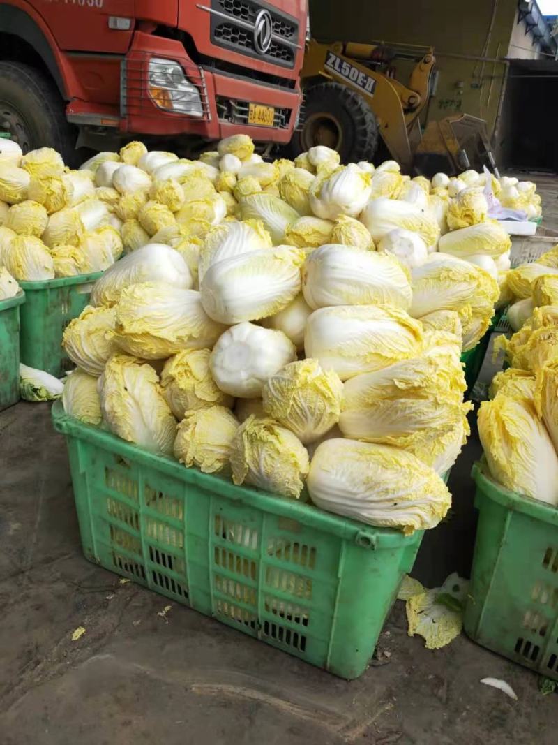 精品娃娃菜大量有货，产地落价