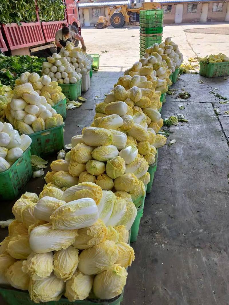 精品娃娃菜大量有货，产地落价