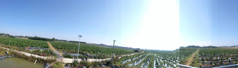 台湾芭乐红心番石榴千亩种植基地，大量批发