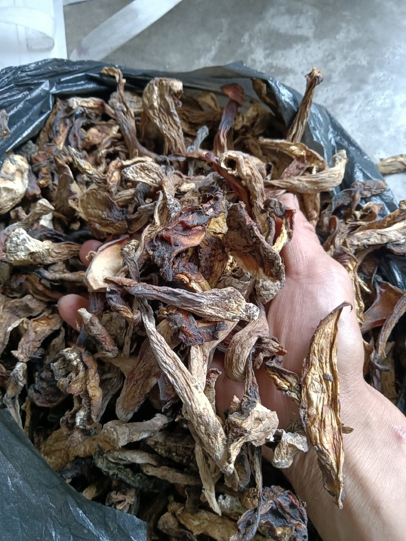 美味牛肝菌白牛肝菌