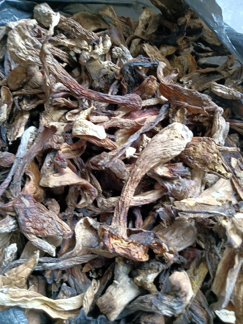 美味牛肝菌白牛肝菌