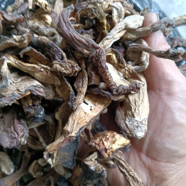 美味牛肝菌白牛肝菌